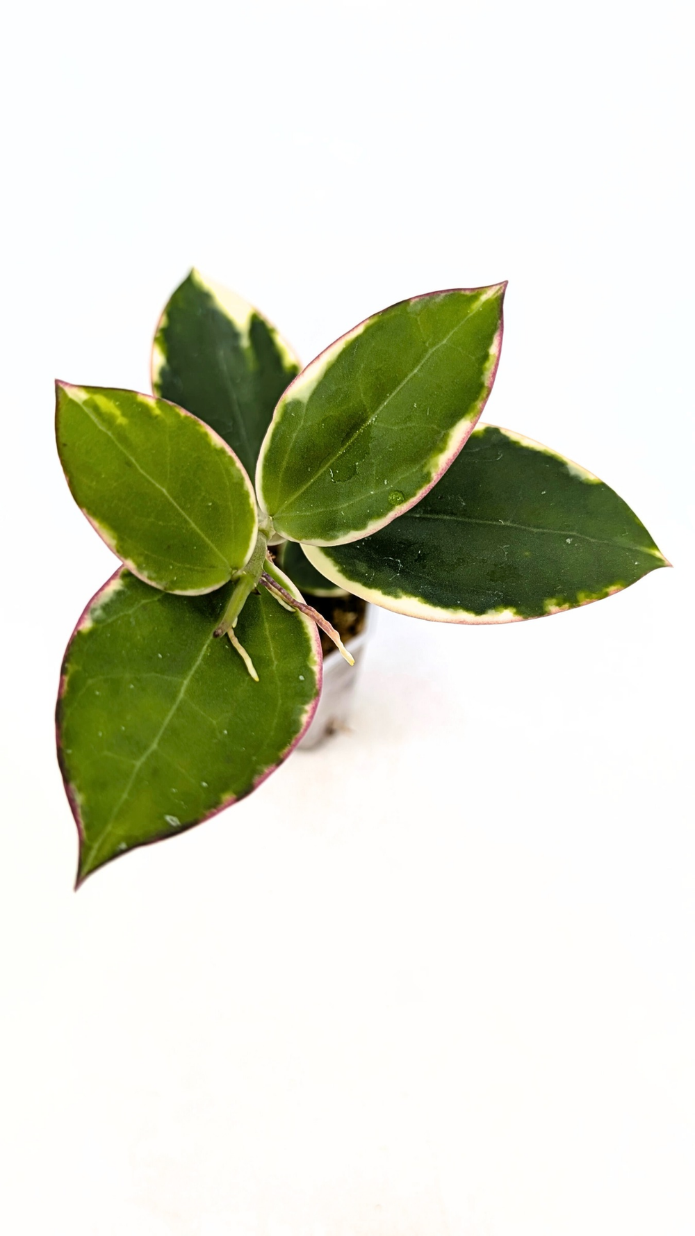 ご予約品 Hoya para 'Albomarginata' 【公式通販】